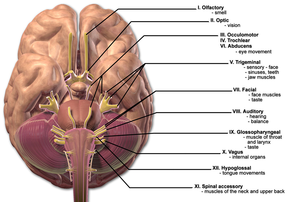 The cranial nerves are numbered one through twelve, from the front of the brain to the back.