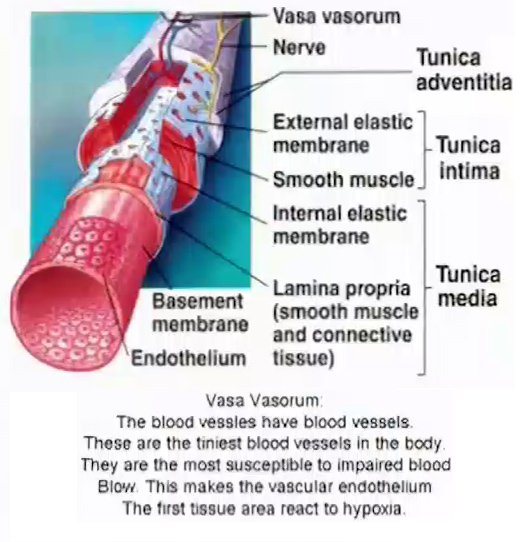 Blood vessel anatomy