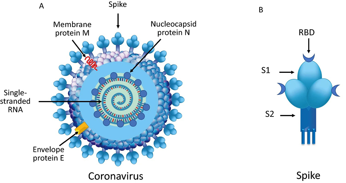 Coronaviruses protein structures