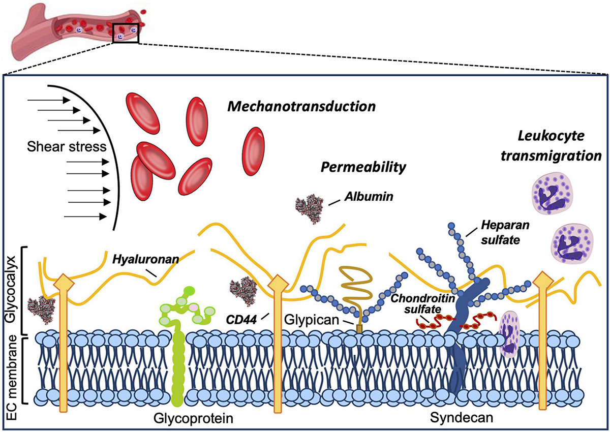 Glycocalyx diagram