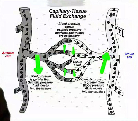 Nutrient exchange in circulatory system