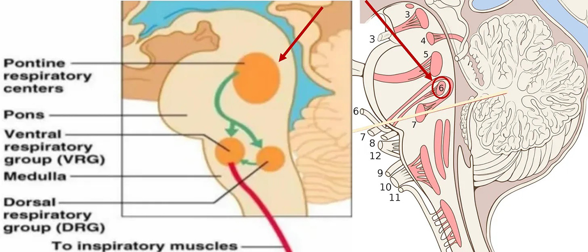 Note how close the pontine respiratory centers are to cranial nerves 6 and 7.