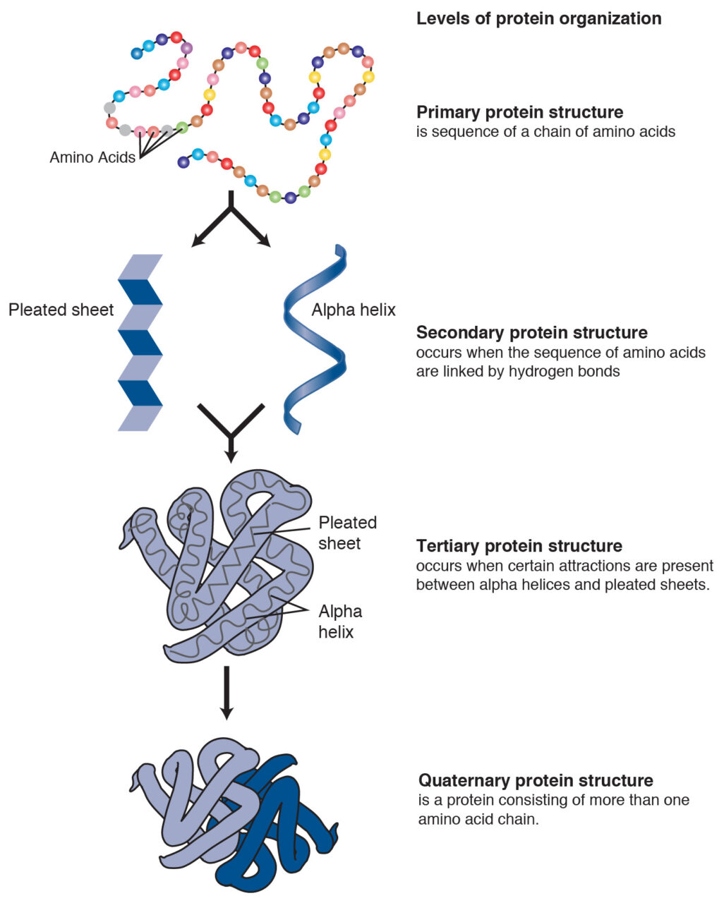 Levels of protein folding