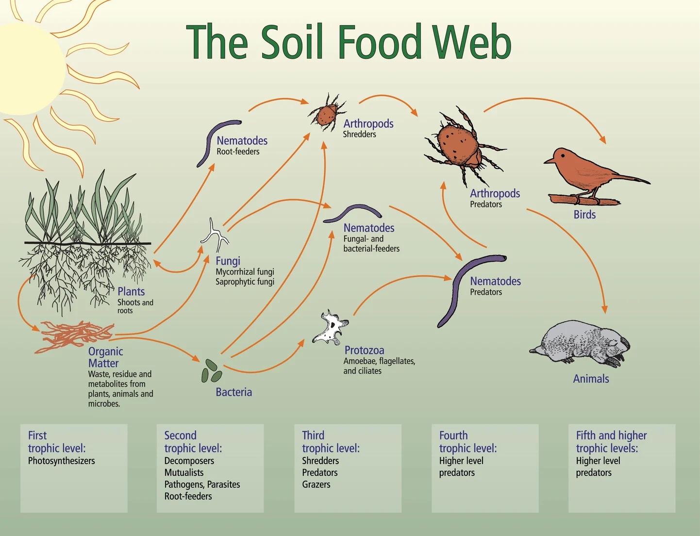 Soil Food Web