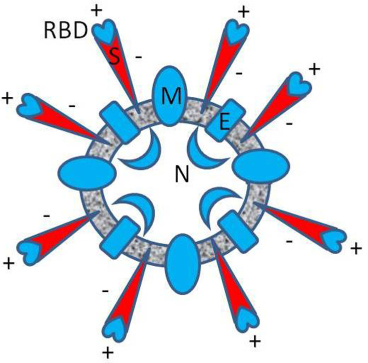 Spike protein diagram