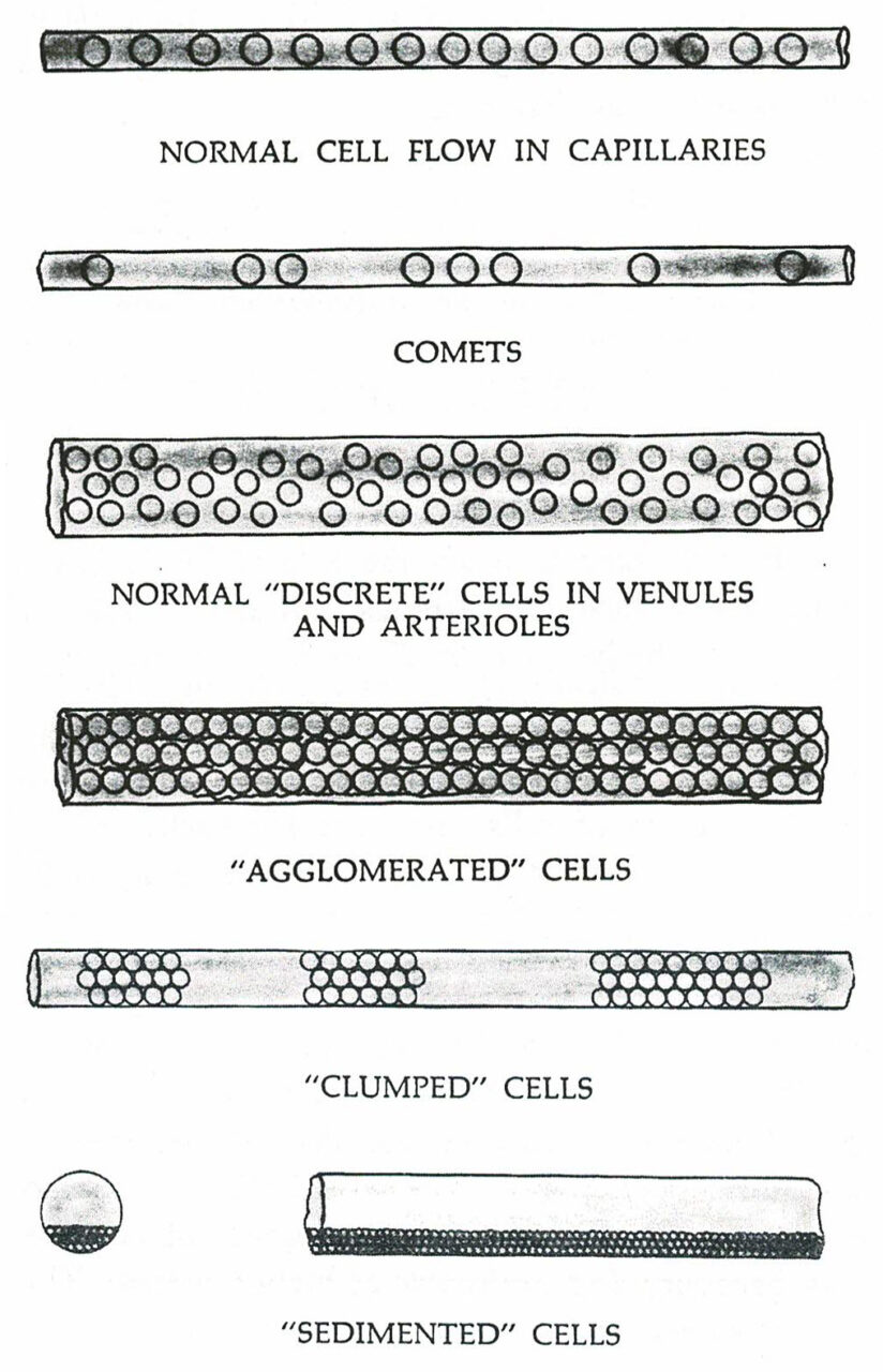 Stages preceding coagulation